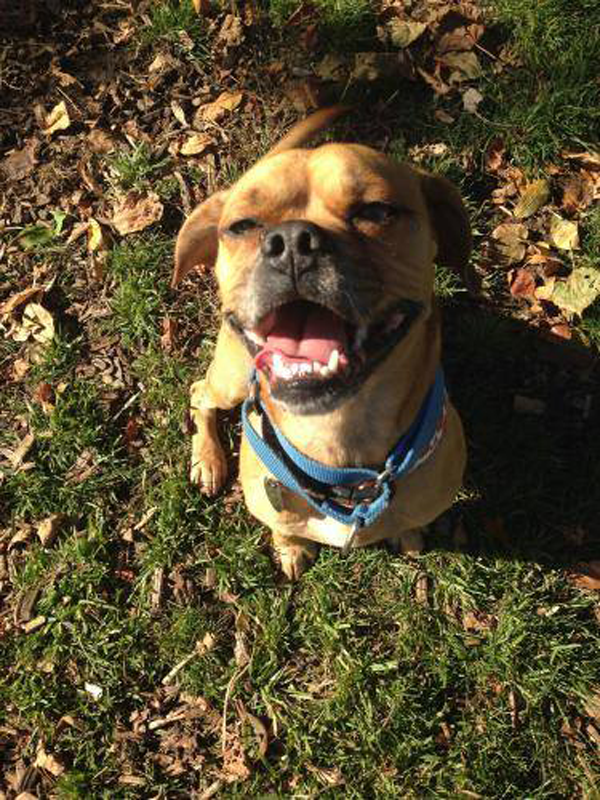 Adoptable Dog in St. Louis: Meet Bruno!
