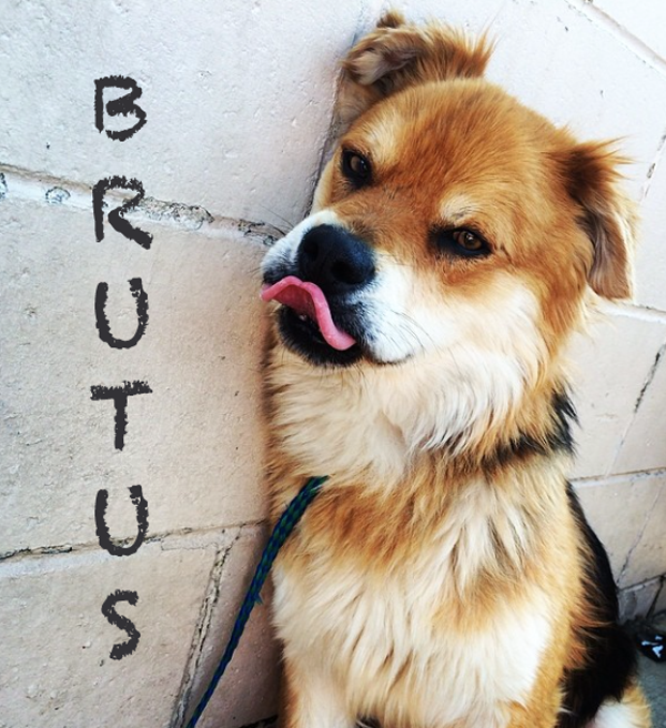 Meet Brutus, An Adoptable Dog in St. Louis!!!