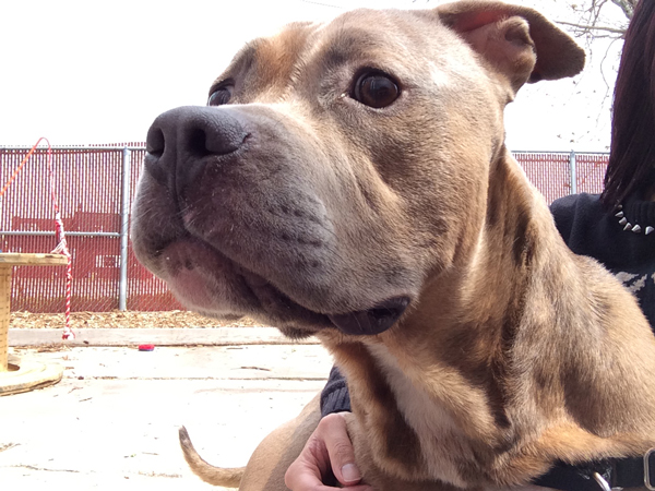 Meet Buddha, An Adoptable Dog in St. Louis