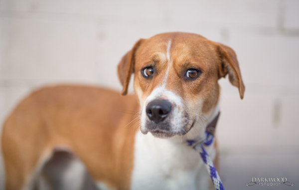 Adoptable Dog in St. Louis: Meet Chassis!