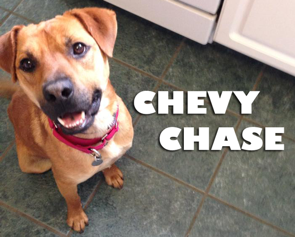 Meet Chevy Chase, An Adoptable Dog in St. Louis!!!