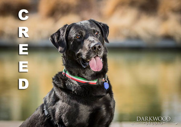 Meet Creed, An Adoptable Dog in St. Louis