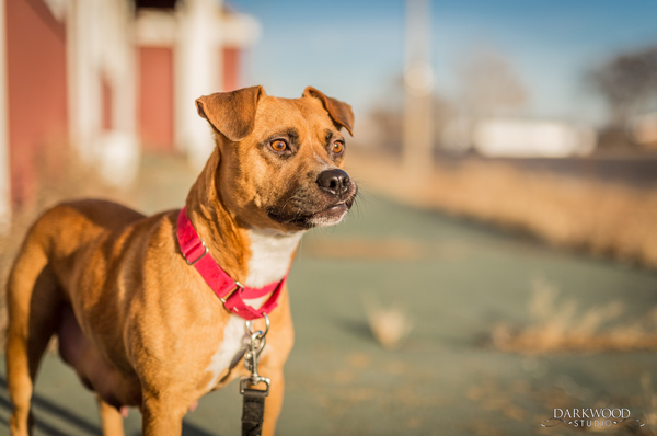 Adoptable Dog in St. Louis: Meet Miss Thelma!