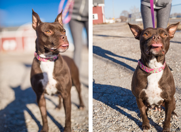 Adoptable Dog in St. Louis: Meet Nestle!