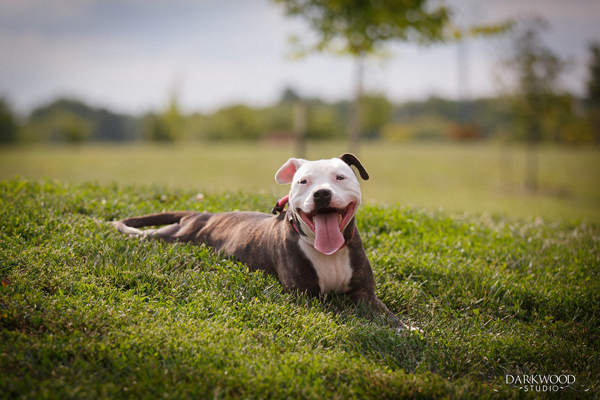 Monday’s Shelter Dog: Meet Olivia, An Adoptable Dog in St. Louis!!!