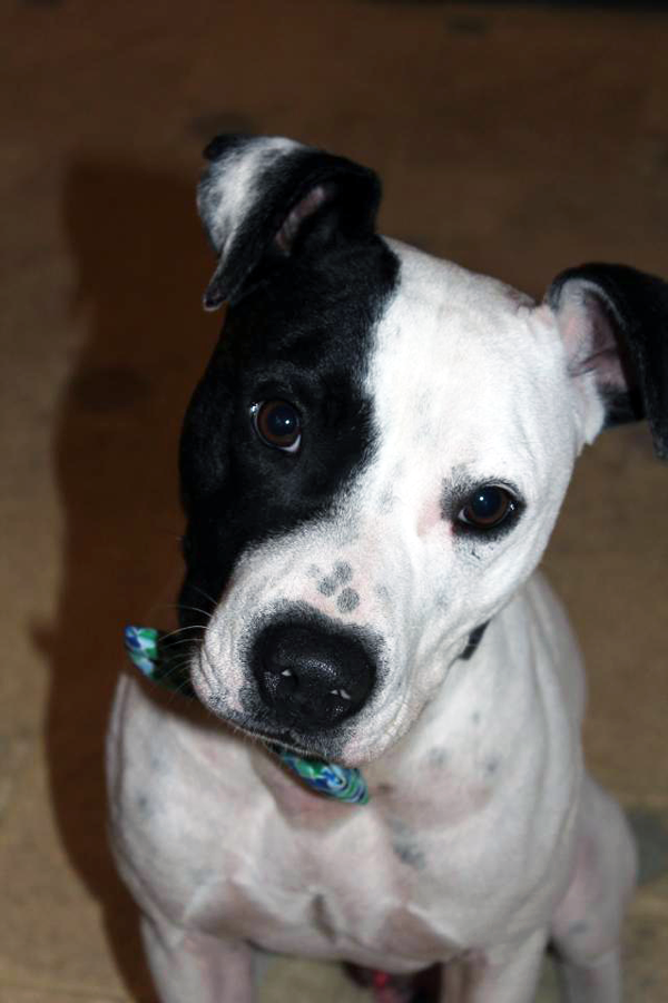 Adoptable Dog in St. Louis: Meet Pongo!