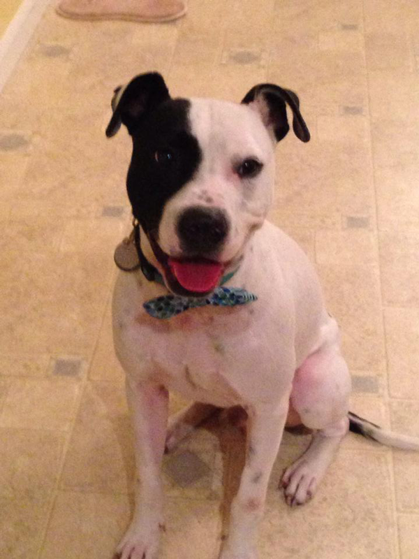 Adoptable Dog in St. Louis: Meet Pongo!
