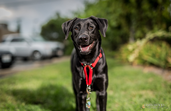 Adoptable Dog in St. Louis: Meet Sedona!