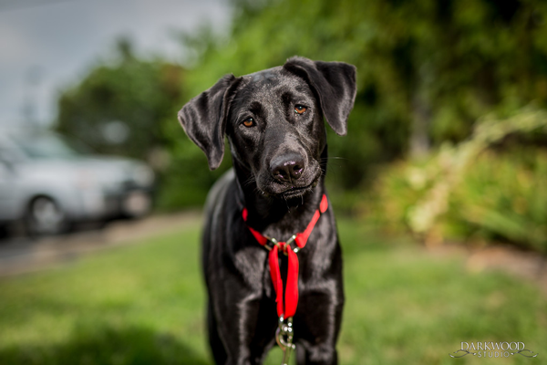 Adoptable Dog in St. Louis: Meet Sedona!