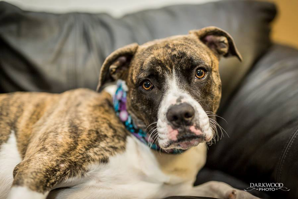 Adoptable Dog in St. Louis: Meet Ella (Shasta)!