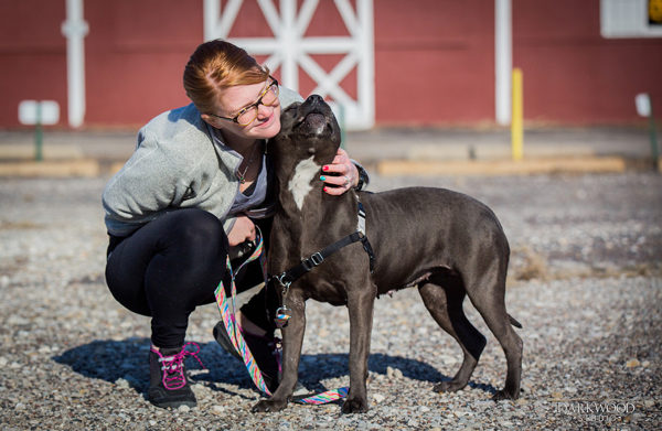 Monday’s Shelter Dog: Meet Teflon, An Adoptable Dog in St. Louis!!