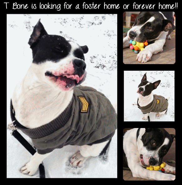 T Bone is looking for a foster home or forever home!!