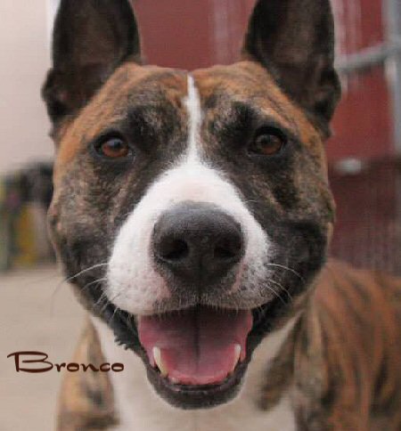 Bronco is looking for his forever home!!