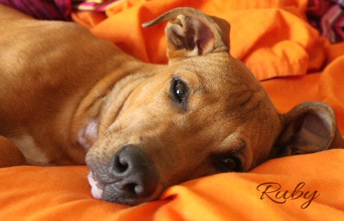 Ruby's looking for a foster home or forever home!!