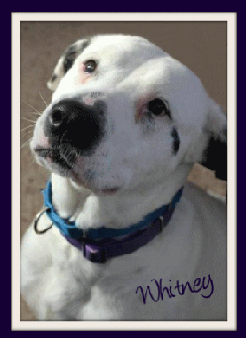 looking for a foster home or forever home
