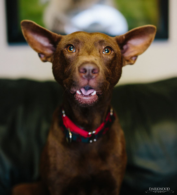 Adoptable Dog in St. Louis: Meet Mama Heart!