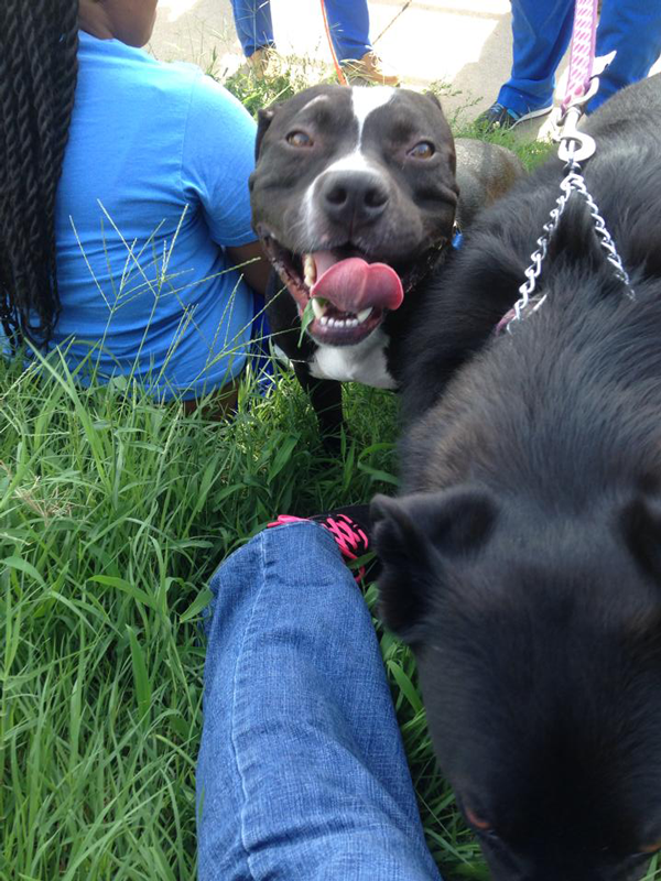 Adoptable Dog in St. Louis: Meet Mr. Happy!