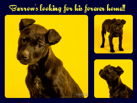 Barrow's looking for his forever home!