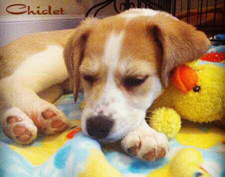Chiclet's looking for her forever home!!