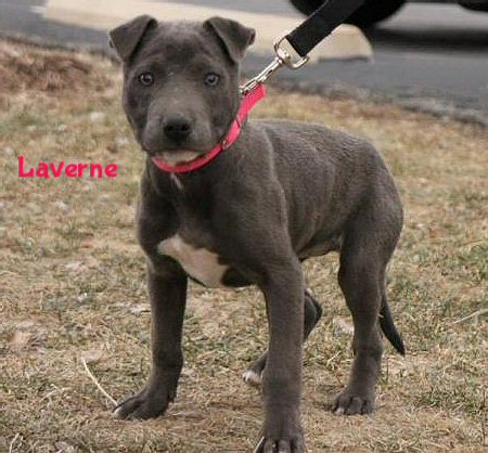 Laverne is looking for her forever home!!
