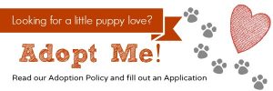 Adoption Policy and Application