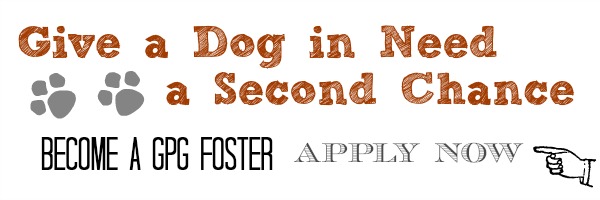 An Adoptable Dog in St. Louis – Meet Scarlet!