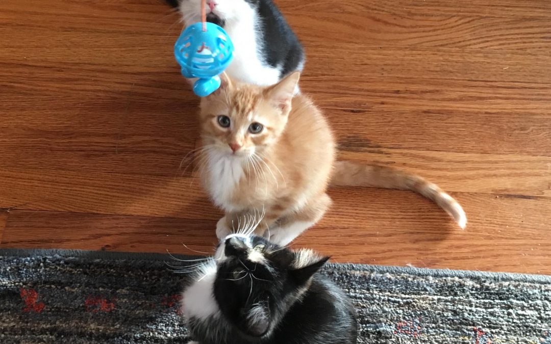 Kitten Playtime and Enrichment