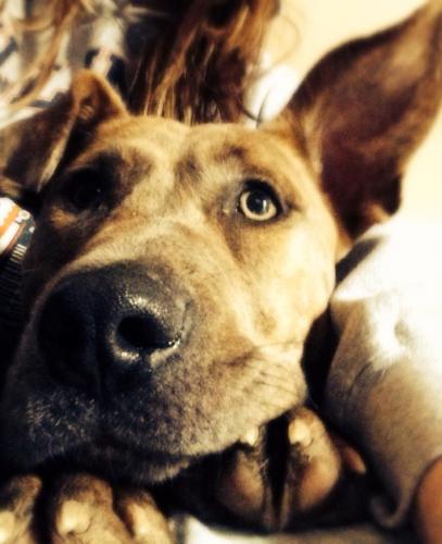 Meet Chantilly! A St. Louis rescue dog. 