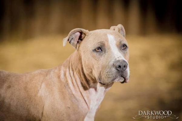Banana is a dog for adoption in St. Louis