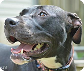 Meet Effie—An Adoptable Dog in St. Louis!