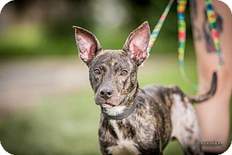 adoptable dog in st louis gatsby