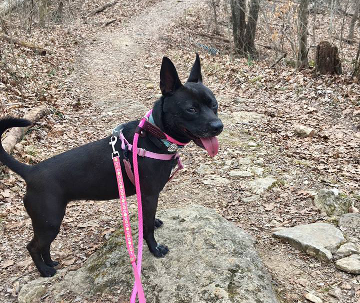 Baby Bella standing on the trail