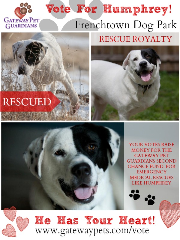Frenchtown Dog Park Rescue Royalty Contest 2014 - Vote for Humphrey