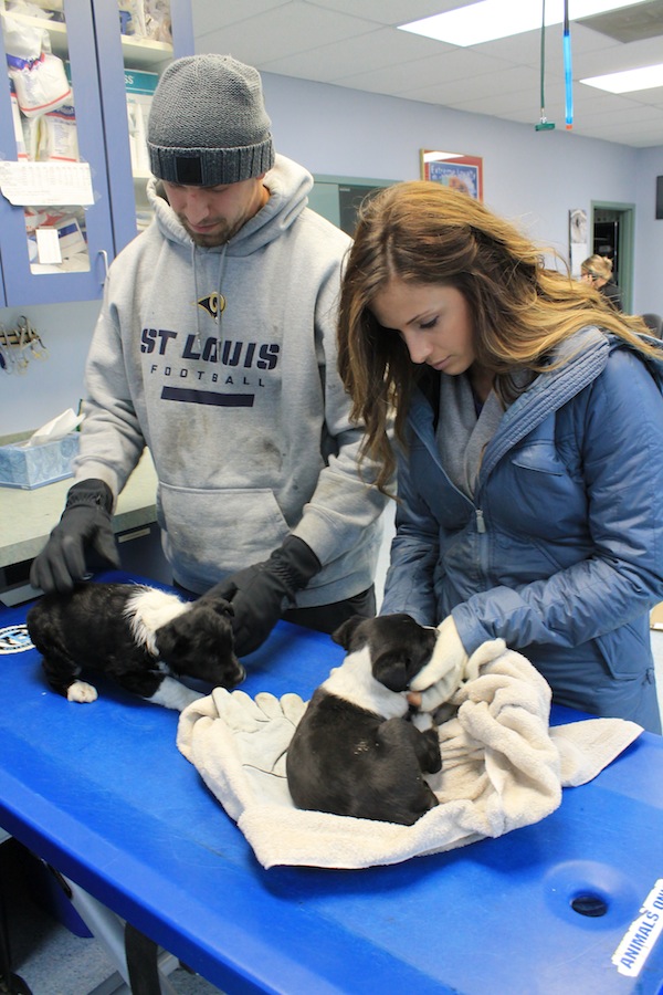 James Laurinaitis and his wife Shelly rescue puppies with Gateway Pet Guardians, a Saint Louis-based animal rescue.