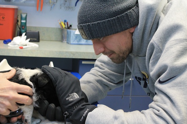 Saint Louis Rams star James Laurinaitis donates time to Gateway Pet Guardians.