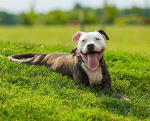 Adoptable Dog in St. Louis – Meet Olivia!
