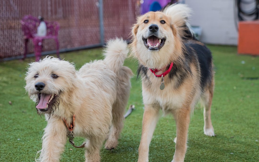 Letting Dogs Be Dogs: How Daily Play Groups Have Changed Lives