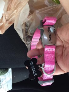 Sparkle's new leash and ID tag