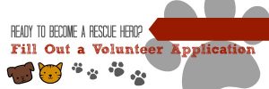 volunteer-now