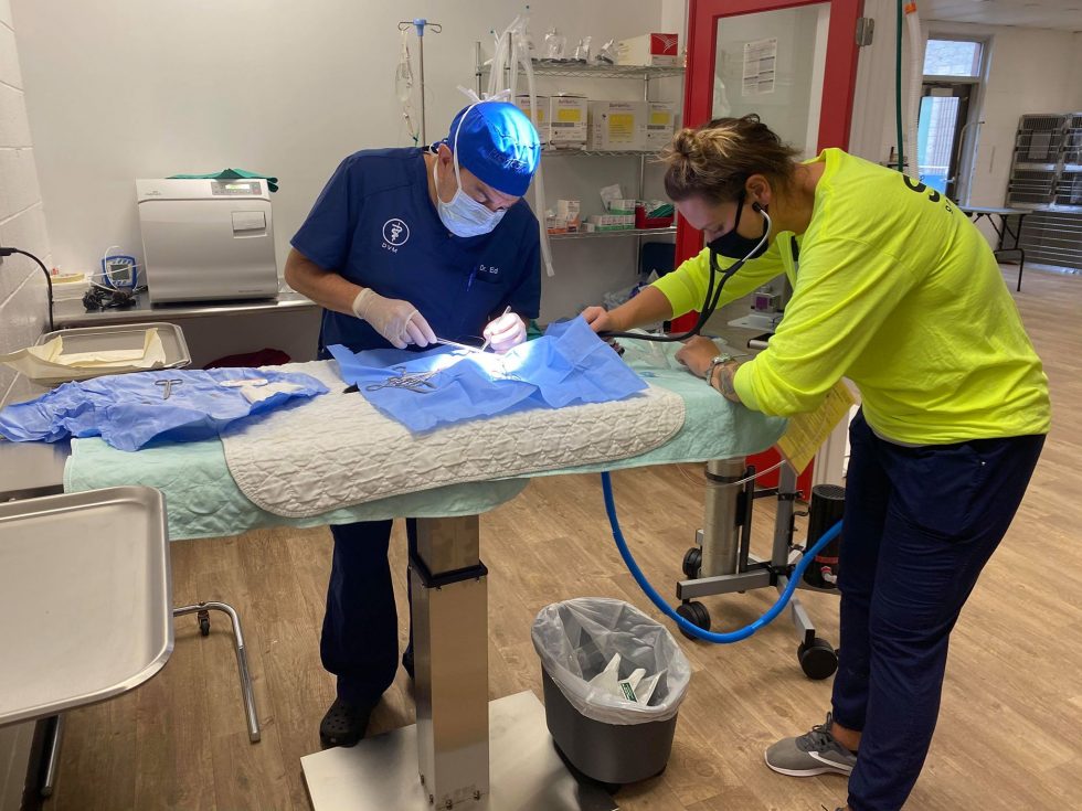 Banfield Foundation Grants 8,000 to Support InHouse Spay/Neuter