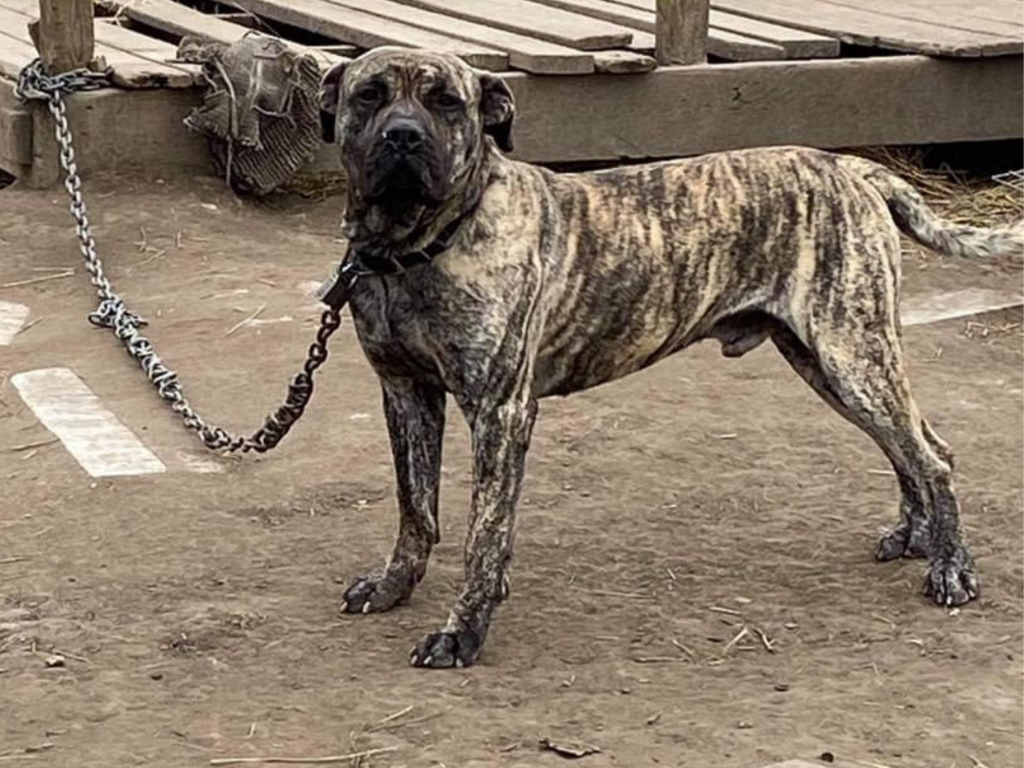 Misconceptions of Animal Neglect Cortez's Dogs Gateway Pet Guardians