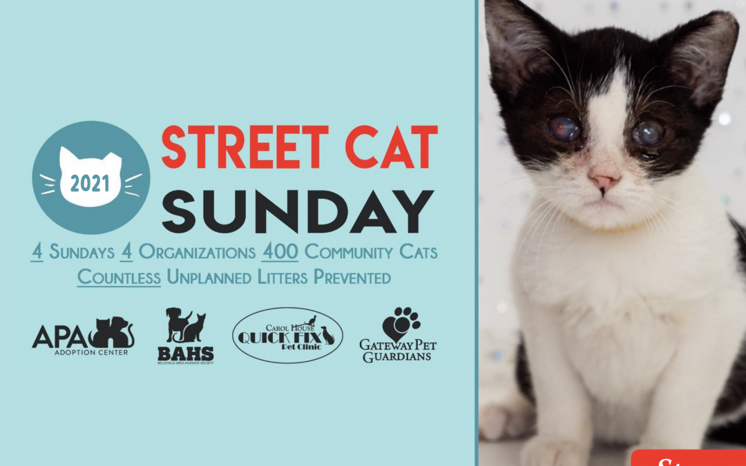 Stoney | Street Cat Sunday