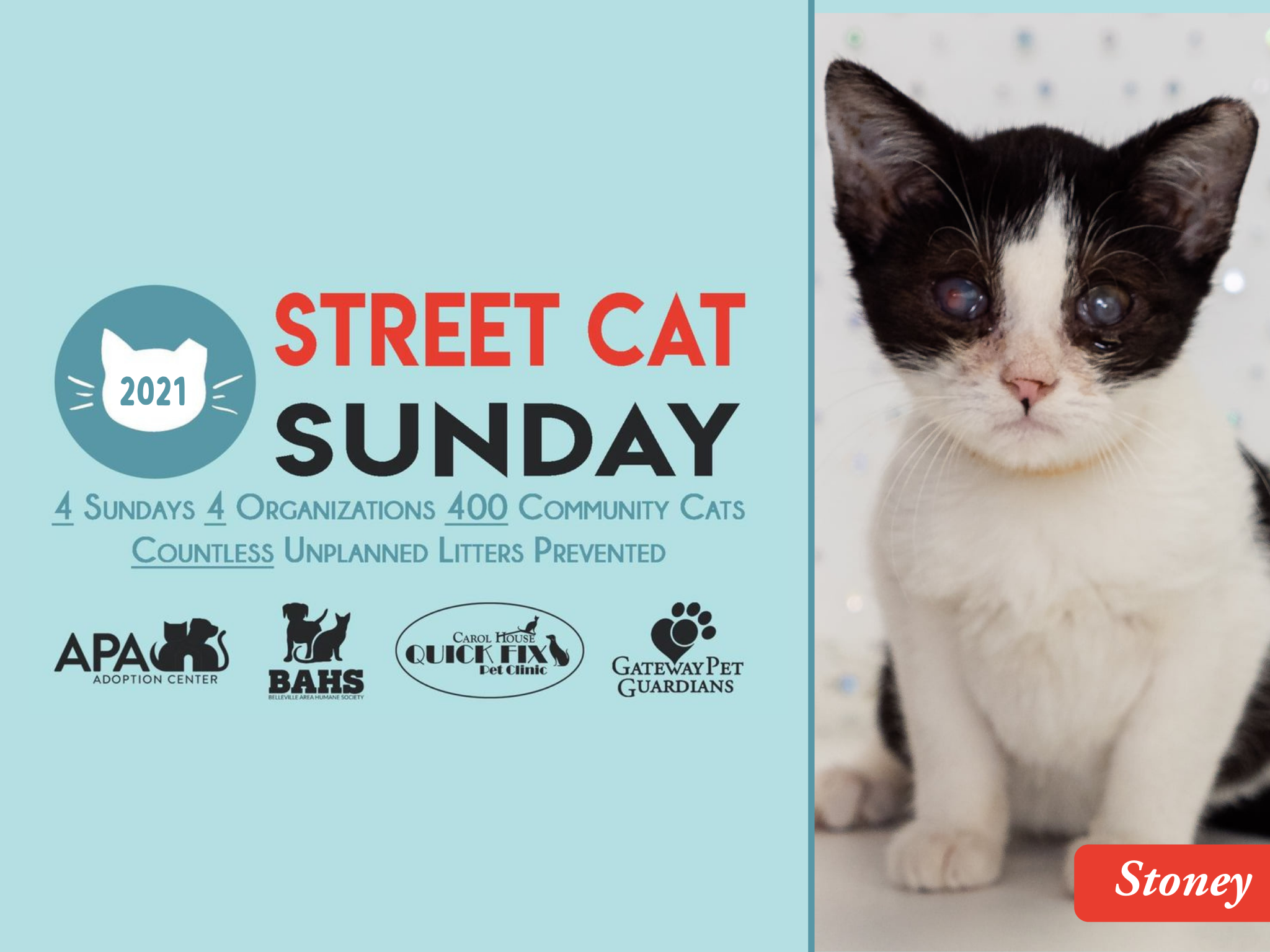 Stoney | Street Cat Sunday - Gateway Pet Guardians