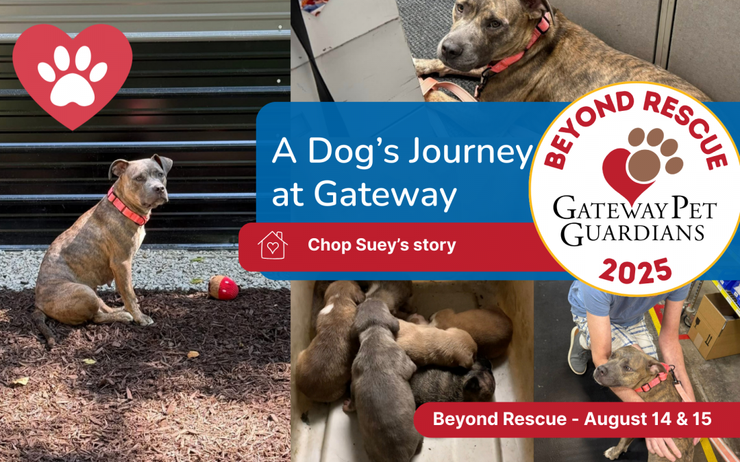 Beyond Rescue Campaign July 30-31